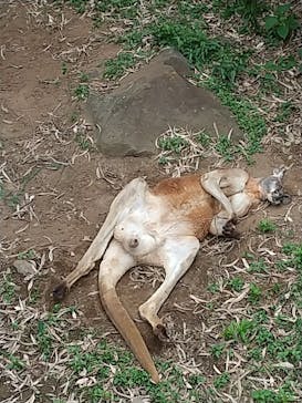 よこはま動物園ズーラシアに投稿された画像（2022/5/20）