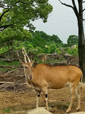 よこはま動物園ズーラシアに投稿された画像（2022/5/20）