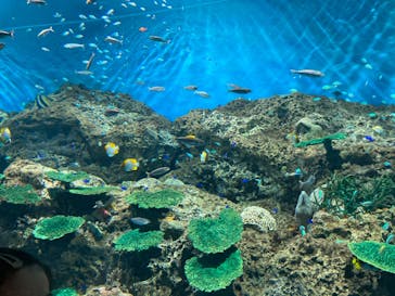 アクアワールド茨城県大洗水族館に投稿された画像（2022/5/23）