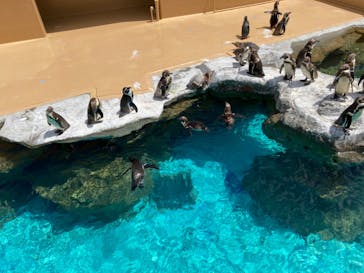 アクアワールド茨城県大洗水族館に投稿された画像（2022/5/23）