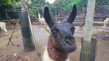 伊豆シャボテン動物公園に投稿された画像（2022/5/23）