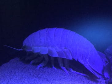 サンシャイン水族館に投稿された画像（2022/5/23）