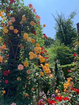 ACAO FORESTに投稿された画像（2022/5/23）