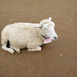 成田ゆめ牧場に投稿された画像（2022/5/23）