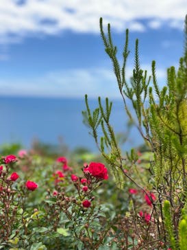 ACAO FORESTに投稿された画像（2022/5/23）