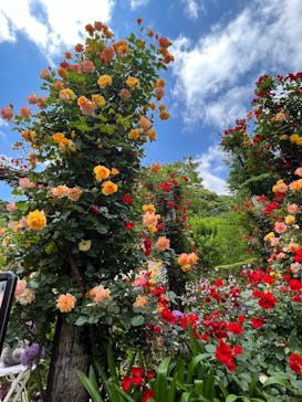 ACAO FORESTに投稿された画像（2022/5/23）