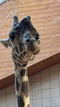 天王寺動物園に投稿された画像（2022/5/23）