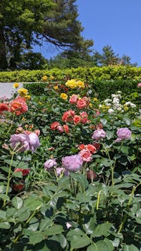 西武園ゆうえんちに投稿された画像（2022/5/23）