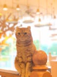 猫カフェモカ　原宿店に投稿された画像（2022/5/23）