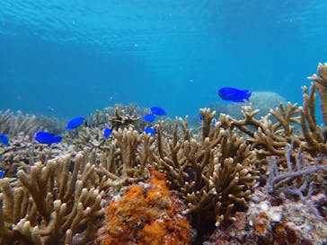 宮古島 ADVENTURE PiPi（ミヤコジマ アドベンチャー ピピ）に投稿された画像（2022/5/23）