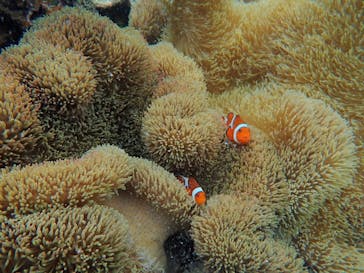 宮古島 ADVENTURE PiPi（ミヤコジマ アドベンチャー ピピ）に投稿された画像（2022/5/23）