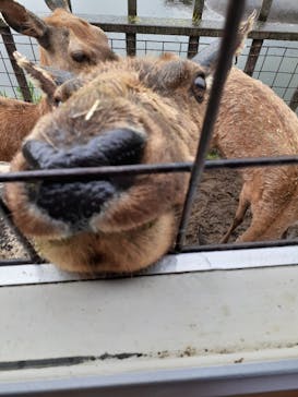 那須サファリパークに投稿された画像（2022/5/23）