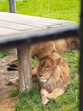 那須サファリパークに投稿された画像（2022/5/23）