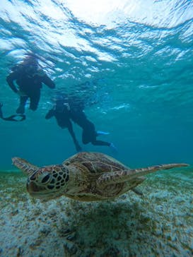 宮古島 ADVENTURE PiPi（ミヤコジマ アドベンチャー ピピ）に投稿された画像（2022/5/23）