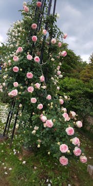 いばらきフラワーパークに投稿された画像（2022/5/23）