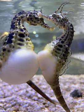 ゼロ距離水族館 伊勢シーパラダイスに投稿された画像（2022/5/23）