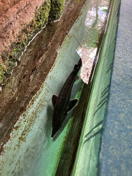 ゼロ距離水族館 伊勢シーパラダイスに投稿された画像（2022/5/23）