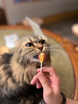 猫カフェモカ　新宿店に投稿された画像（2022/5/23）