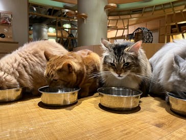 猫カフェモカ　新宿店に投稿された画像（2022/5/23）