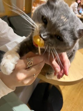猫カフェモカ　新宿店に投稿された画像（2022/5/23）