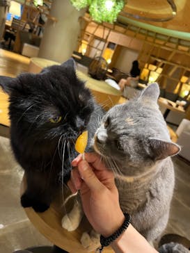猫カフェモカ　新宿店に投稿された画像（2022/5/23）