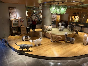 猫カフェモカ　新宿店に投稿された画像（2022/5/23）