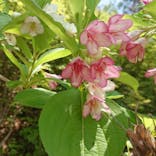 野外民族博物館 リトルワールドに投稿された画像（2022/5/24）