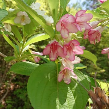 野外民族博物館 リトルワールドに投稿された画像（2022/5/23）