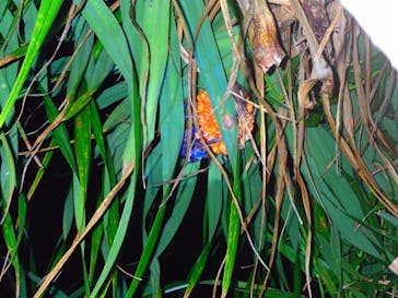 宮古島 ADVENTURE PiPi（ミヤコジマ アドベンチャー ピピ）に投稿された画像（2022/5/24）