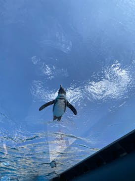 サンシャイン水族館に投稿された画像（2022/5/24）