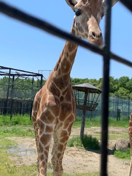 那須サファリパークに投稿された画像（2022/5/24）