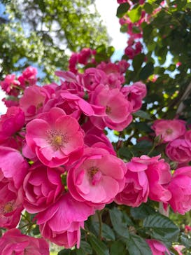 西武園ゆうえんちに投稿された画像（2022/5/24）