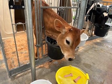 まかいの牧場に投稿された画像（2022/5/24）