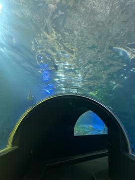 串本海中公園水族館に投稿された画像（2022/5/24）