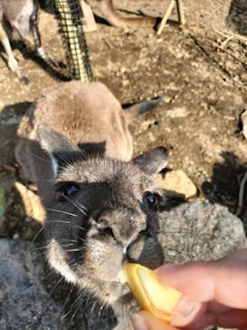 伊豆シャボテン動物公園に投稿された画像（2022/5/24）