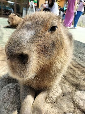 伊豆シャボテン動物公園に投稿された画像（2022/5/24）