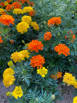 ひらかたパークに投稿された画像（2022/5/24）