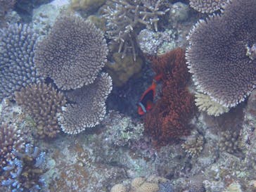 石垣島 ADVENTURE PiPi（イシガキジマアドベンチャーピピ）に投稿された画像（2022/5/25）