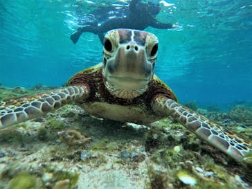 宮古島 ADVENTURE PiPi（ミヤコジマ アドベンチャー ピピ）に投稿された画像（2022/5/25）