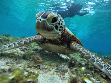 宮古島 ADVENTURE PiPi（ミヤコジマ アドベンチャー ピピ）に投稿された画像（2022/5/25）