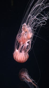 京都水族館に投稿された画像（2022/5/25）