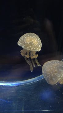 京都水族館に投稿された画像（2022/5/25）
