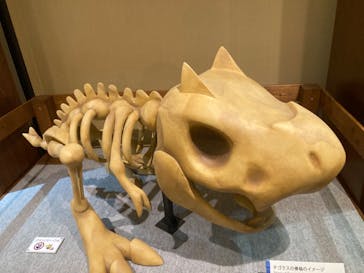 国立科学博物館　特別企画展「ポケモン化石博物館」に投稿された画像（2022/5/25）