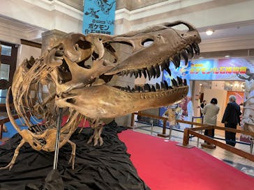 国立科学博物館　特別企画展「ポケモン化石博物館」に投稿された画像（2022/5/25）