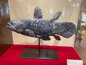 国立科学博物館　特別企画展「ポケモン化石博物館」に投稿された画像（2022/5/25）