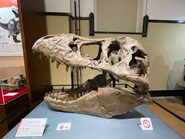 国立科学博物館　特別企画展「ポケモン化石博物館」に投稿された画像（2022/5/25）