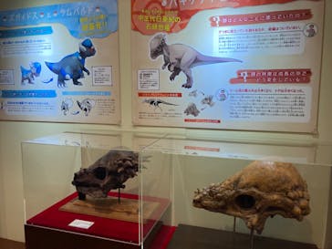国立科学博物館　特別企画展「ポケモン化石博物館」に投稿された画像（2022/5/25）