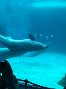 名古屋港水族館に投稿された画像（2022/5/25）