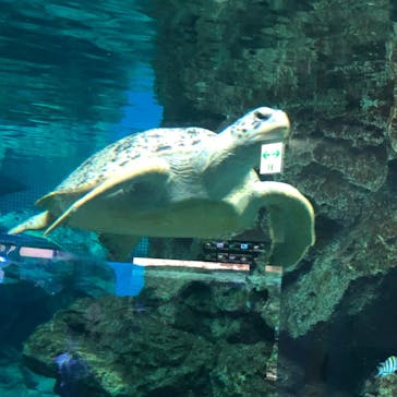 名古屋港水族館に投稿された画像（2022/5/25）