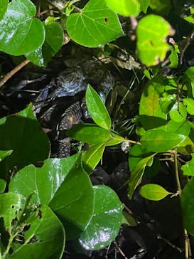 宮古島 ADVENTURE PiPi（ミヤコジマ アドベンチャー ピピ）に投稿された画像（2022/5/25）